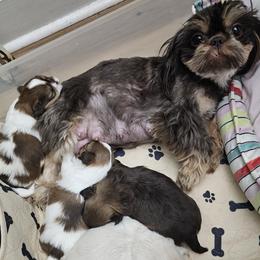 Shih Tzu puppies from NC Shih Tzus by Tammy
