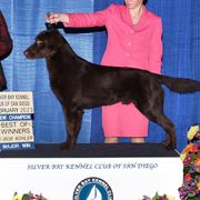 Sperry - Flat-Coated Retriever