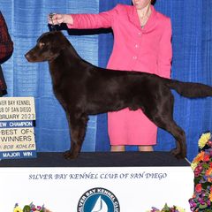 Sperry - Flat-Coated Retriever