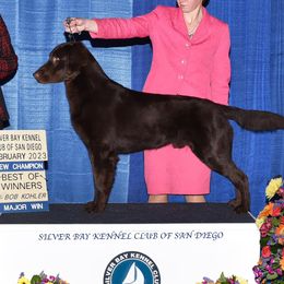 Sperry - Flat-Coated Retriever