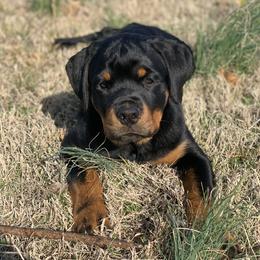 Rottweiler Puppies from Rottweilers Vom Haus Forte