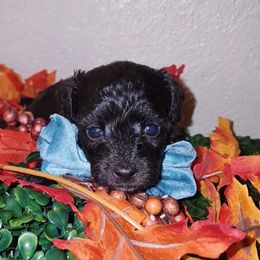 LONDON - Black female Maltipoo puppy in Palmdale, California from J Designer Puppies
