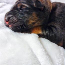 German Shepherd Puppies from Prolific Northwest K9s