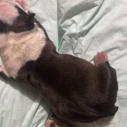 Boy 2 - Black and white male Boston Terrier puppy in Sunnyside, Washington from Boston Terriers