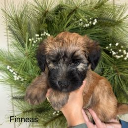 Boy 2 - Wheaten Soft Coated Wheaten Terrier puppy in Newark, Ohio from Valleydayle Doodles and Wheatens