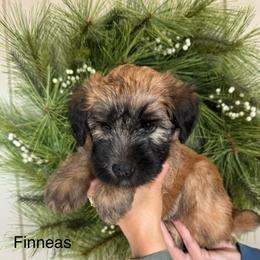 Boy 2 - Wheaten Soft Coated Wheaten Terrier puppy in Newark, Ohio from Valleydayle Doodles and Wheatens