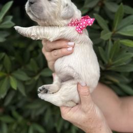 Golden Retriever Puppies from Sanctuary Ranch Goldens