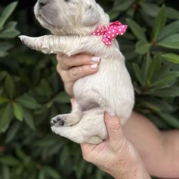 Golden Retriever Puppies from Sanctuary Ranch Goldens