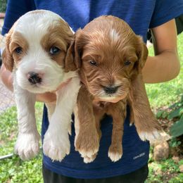 Riley - Blenheim male Cavapoo puppy in Reading, Pennsylvania from The Mexican Clan...