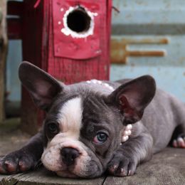 French Bulldogs from Le’ Petit Frenchies