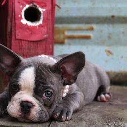 French Bulldogs from Le’ Petit Frenchies