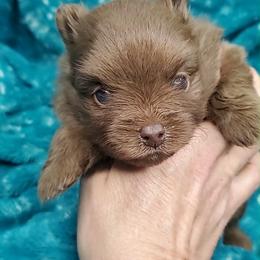 Boy 1 - Chocolate male Pomeranian puppy in Tulsa County, Oklahoma from CP Kennels