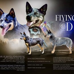 Australian Cattle Dog puppies from Flying D Kennels