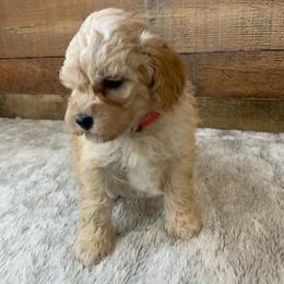 Brooke - Red  female Goldendoodle puppy in Haddam, Kansas from Golden B Acres