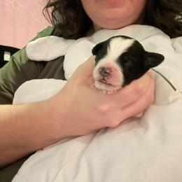 Milano - Tri-color male Bernedoodle puppy in Eagle Mountain, Utah from Liberty Farms Puppies