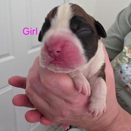 Meet Magnolia, she is a beautiful flashy girl - Fawn female Boxer puppy in Evans, Georgia from Kimberly's Boxers