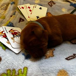 Joker - Yellow male Labrador Retriever puppy in Melrose, New Mexico from ECMO Farm Dalmatians & Labrador Retrievers