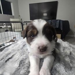 Chedder - Red tri-color male Miniature American Shepherd puppy in Santa Rosa, California from BennettValleyAussies