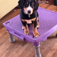 Entlebucher Mountain Dog Puppies from Ironclad