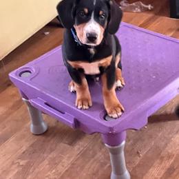 Entlebucher Mountain Dog Puppies from Ironclad