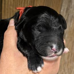 Boy 5 - male Bernedoodle puppy in Coopersburg, Pennsylvania from Deutsch Hund Haus