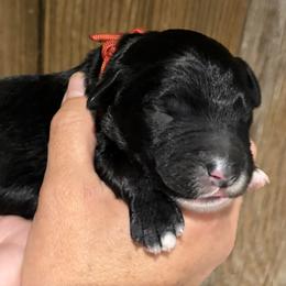 Boy 5 - male Bernedoodle puppy in Coopersburg, Pennsylvania from Deutsch Hund Haus