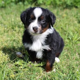 Miniature Australian Shepherd and Toy Australian Shepherd Puppies from Fireside Toy & Mini Aussies