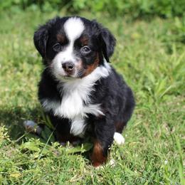 Miniature Australian Shepherd and Toy Australian Shepherd Puppies from Fireside Toy & Mini Aussies