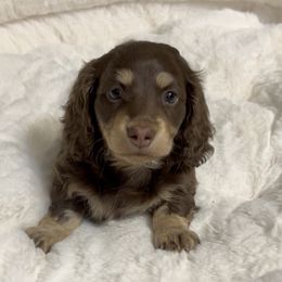 Dolly's Chocolate and Cream Girl - Chocolate and cream female Dachshund puppy in Kalama, Washington from Dazzling Doxies