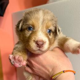Russet - Red merle male Australian Shepherd puppy in Altmar, New York from E&C Australian Shepherds