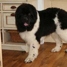 Waylon - Newfoundland