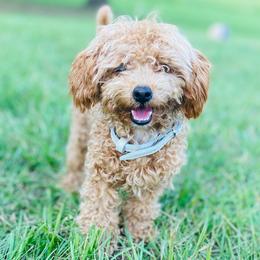 Lola - Poodle