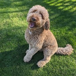 Rosie - Labradoodle