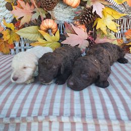 Poodle Puppies from Bettna poodle and doodles