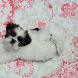 Thumbleleena - Brindle and white female Shih Tzu puppy in Cartersville, Georgia from 100 Acre Woods Shih Tzu Plantation