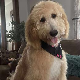 Lucy - Goldendoodle