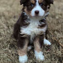 Australian Shepherd and Miniature Australian Shepherd Puppies from Aussie Trail Farms