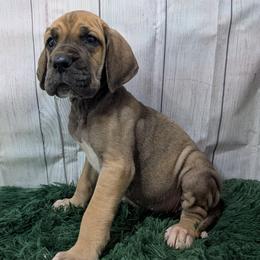 Ruby - Fawn female Great Dane puppy in Bay City, Michigan from Monarch Danes