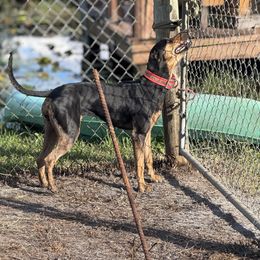 Sinna - Catahoula Leopard Dog