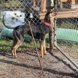 Sinna - Catahoula Leopard Dog