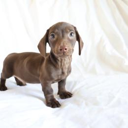 Dexter - Chocolate male Dachshund puppy in Fredericksburg, Ohio from William's Dachshunds