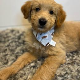 Bordoodle Puppies from Circle R Valley Farms