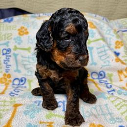 MAPLE - Phantom female Poodle puppy in Peyton, Colorado from Fuzzybottoms Ranch LLC