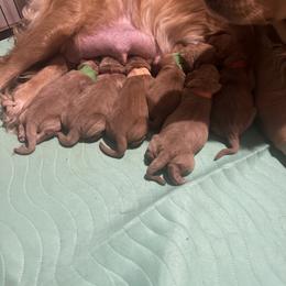 Kokomo - Dark golden male Golden Retriever puppy in Sandy, Oregon from Treasured K-9s