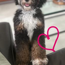 Aussiedoodle, Bernedoodle, Double Doodle, and Goldendoodle Puppies from Dandy Doodle Ranch