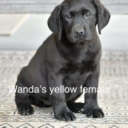 Yellow female - Black female Labrador Retriever puppy in Mississippi from Sure Shot English Labs