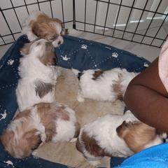 Shorkie and Yorkipoo Puppies from Tina-Marie's Pups