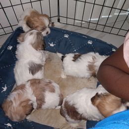 Shorkie and Yorkipoo Puppies from Tina-Marie's Pups