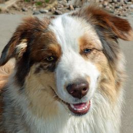 Miniature Australian Shepherds from Penelope’s Aussie Paws