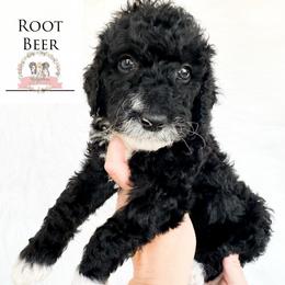 Root Beer - Black tri-color female Aussiedoodle puppy in Corydon, Indiana from Ridgeline Doodles